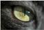 Night Vision Technical Support — vetted pro in Lapaz